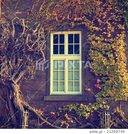 Climbing vines of ivy on a house, vintage look Climbing vines of ivy on a house, vintage look 21269740