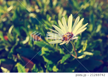 Bee on a flower 21269742