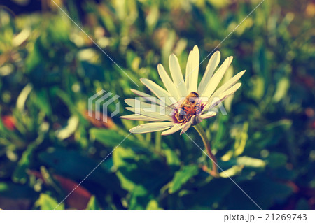 Bee on a flower Bee on a flower 21269743