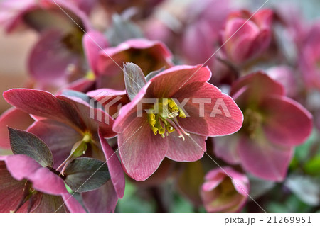 クリスマスローズ 21269951