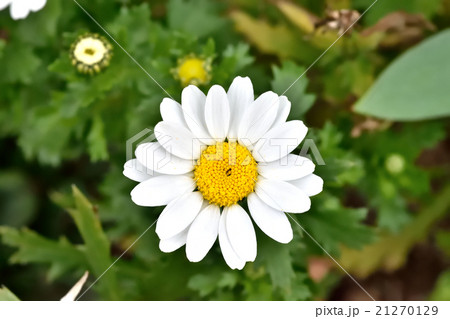 デージー 21270129