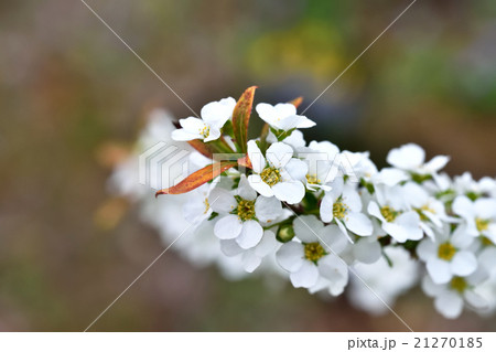 ユキヤナギ ユキヤナギ 21270185