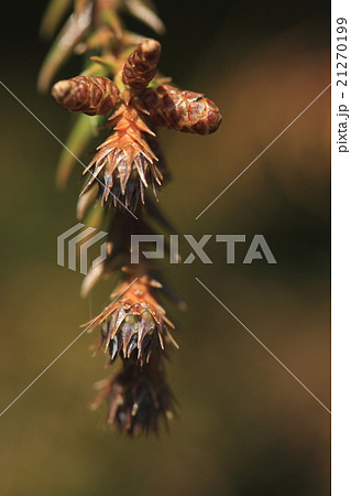 自然 植物 スギ、何となく世間が黄色いようです。雄花が開いた状態で花粉がバンバン飛んでいます 自然 植物 スギ、何となく世間が黄色いようです。雄花が開いた状態で花粉がバンバン飛んでいます 21270199