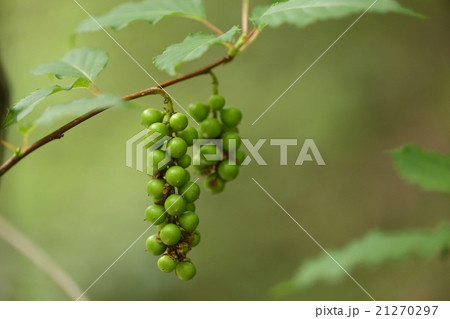 自然 植物 キブシ 一見ブドウの房のような実 花の時期から三か月ほどでこうなりますの写真素材