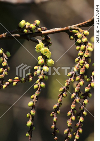 自然 植物 キブシ、上から順番に蕾が膨らんで開花。花のシャワーが出来上がります② 自然 植物 キブシ、上から順番に蕾が膨らんで開花。花のシャワーが出来上がります② 21270344