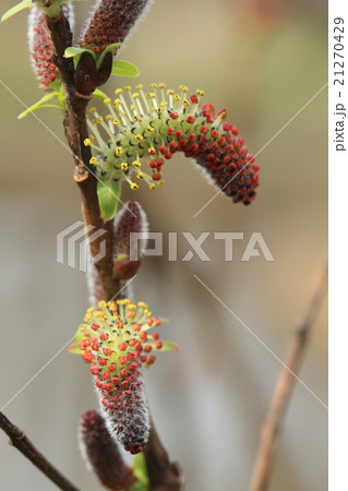 自然 植物 イヌコリヤナギ、雄花が開いて若葉も芽吹き始めています② 自然 植物 イヌコリヤナギ、雄花が開いて若葉も芽吹き始めています② 21270429