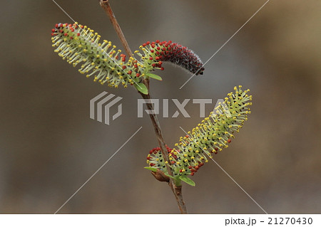 自然　植物　イヌコリヤナギ、雄花が開いて若葉も芽吹き始めています① 21270430