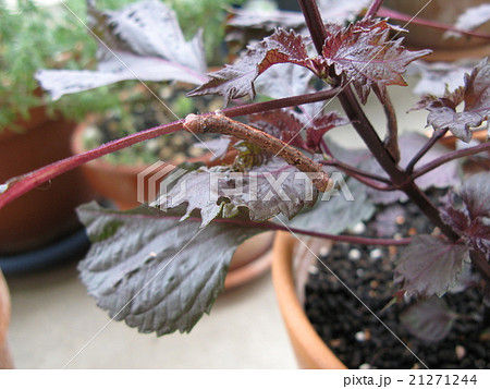 ガの幼虫 紫蘇 害虫 の写真素材