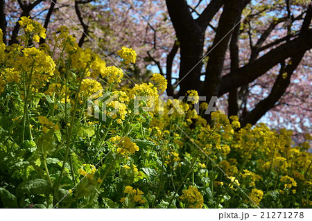 河津桜と菜の花 河津桜と菜の花 21271278