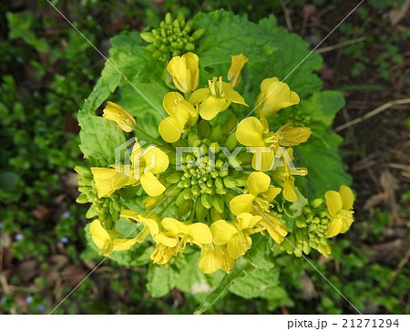 菜の花は 春に見かける黄色い花の総称 観賞用として食用として 日本人になじみ深い植物である の写真素材