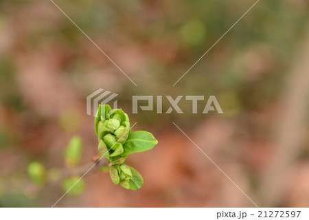 木の新芽のクローズアップ 木の新芽のクローズアップ 21272597