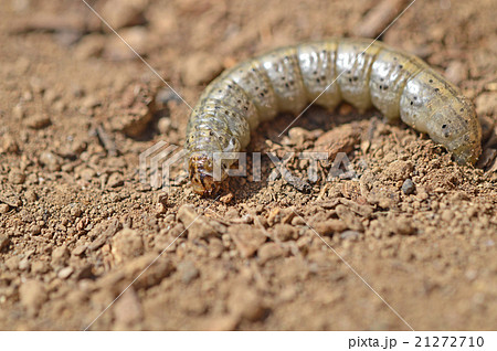 ネキリムシ（根切虫） 21272710