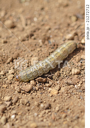ネキリムシ(根切虫) ネキリムシ(根切虫) 21272712