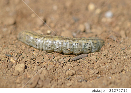 ネキリムシ（根切虫） 21272715