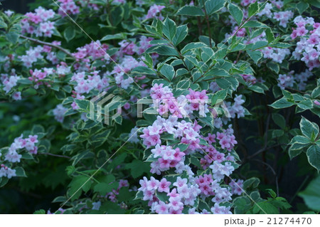 大紅空木 オオベニウツギと申します。 大紅空木 オオベニウツギと申します。 21274470