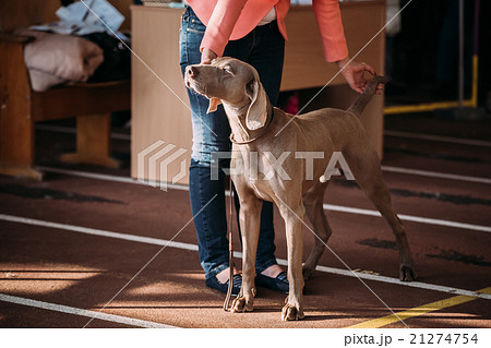 The Weimaraner is a large dog that was originally 21274754