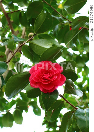 椿　菊冬至7 21274996