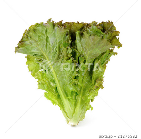 Lettuce isolated on white background Lettuce isolated on white background 21275532