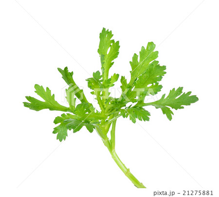 Garland chrysanthemum isolated on the white Garland chrysanthemum isolated on the white 21275881