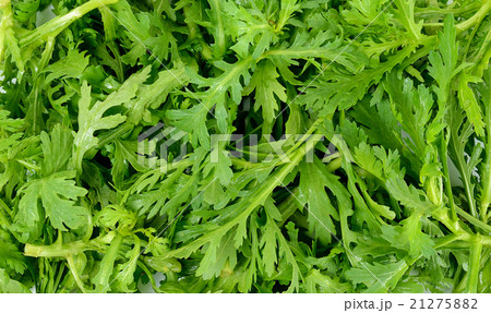 Garland chrysanthemum on the white background Garland chrysanthemum on the white background 21275882