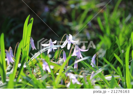 香嵐渓のカタクリ 21276163