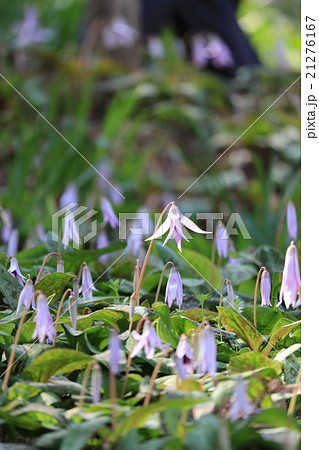 香嵐渓のカタクリ 香嵐渓のカタクリ 21276167