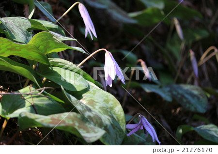 香嵐渓のカタクリ 21276170