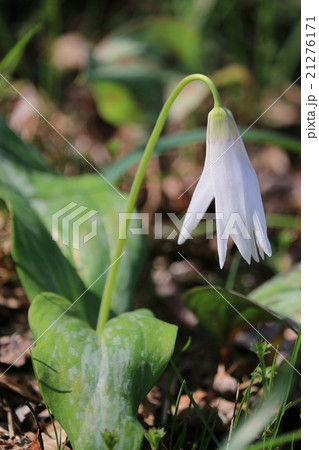 香嵐渓のカタクリ／白色 21276171