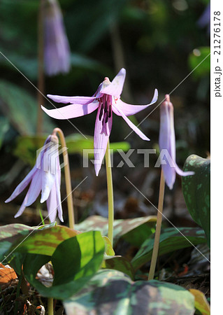 香嵐渓のカタクリ 21276178
