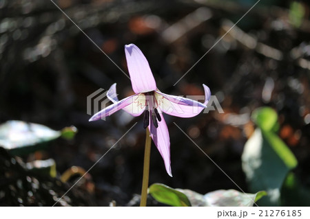 香嵐渓のカタクリ 21276185