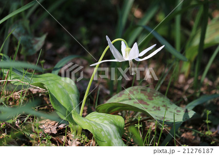 香嵐渓のカタクリ／白色 21276187