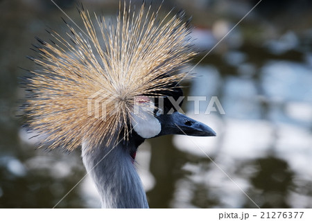 ホオジロカンムリヅル 21276377