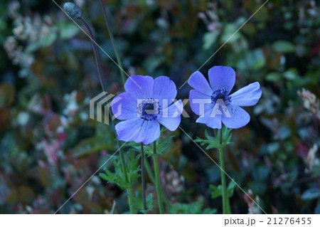 牡丹一華 アネモネと呼ばれています。 牡丹一華 アネモネと呼ばれています。 21276455