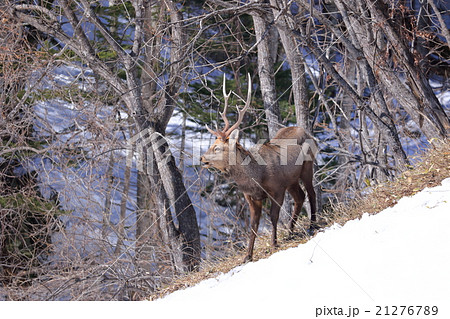 野生のエゾ鹿のオス 大きい角 北海道の大自然の写真素材