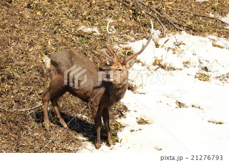 野生に生きるエゾ鹿のオス 立派な角 北海道の大自然 の写真素材