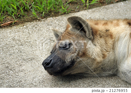 ブチハイエナ ブチハイエナ 21276955