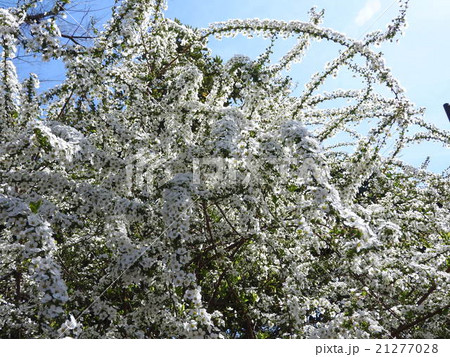 雪柳の花は、枝が花束に覆われたような姿が美しい。遠くから見ると雪が積もっているようにも見える。 21277028