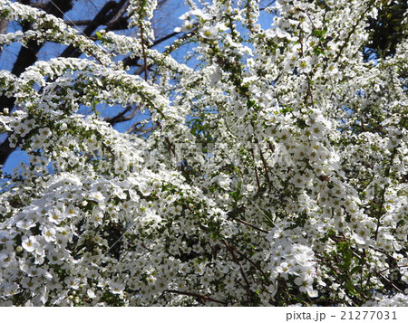 雪柳の花は、枝が花束に覆われたような姿が美しい。遠くから見ると雪が積もっているようにも見える。 21277031