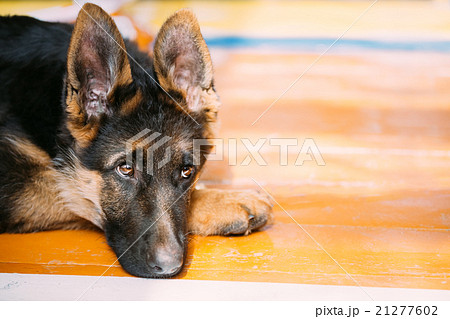 Young German Shepherd Dog Puppy Sitting On Wooden 21277602