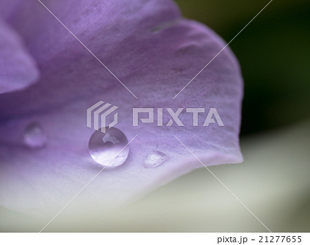 水玉 21277655