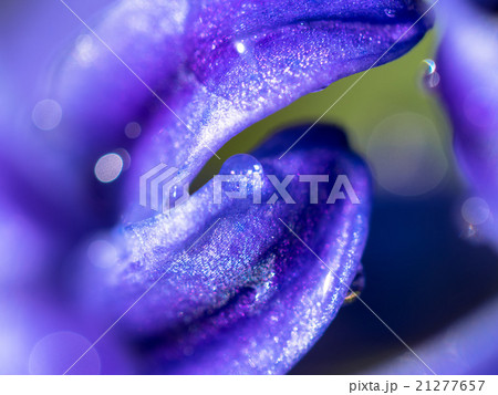 メタリックな花びら 21277657
