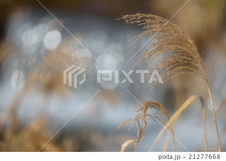 清流にすすき 21277668