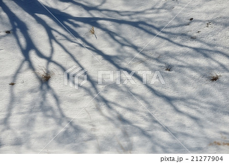 侘びさびの雪原 侘びさびの雪原 21277904