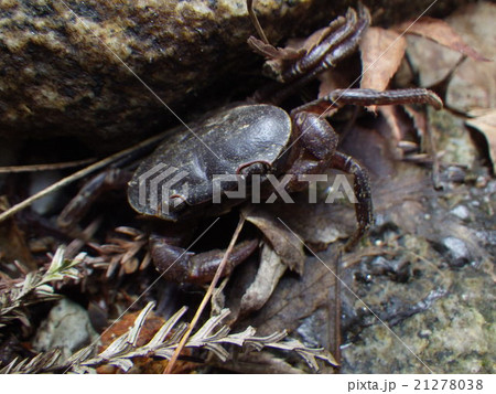 さわかに 21278038