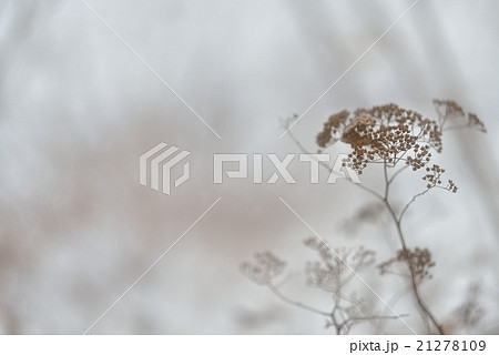 雪原の枯草 21278109