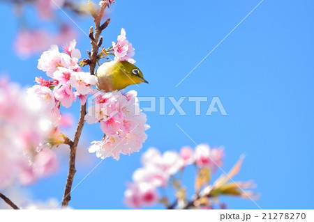 桜とメジロ 桜とメジロ 21278270