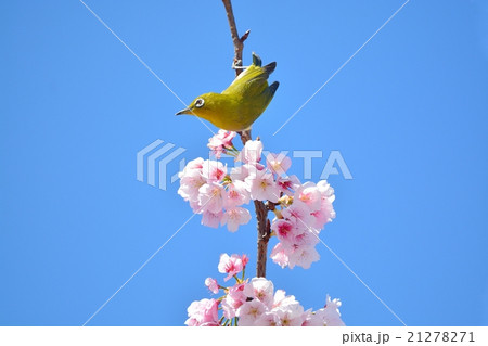 桜とメジロ 桜とメジロ 21278271