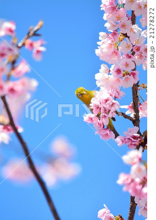 桜とメジロ 桜とメジロ 21278272