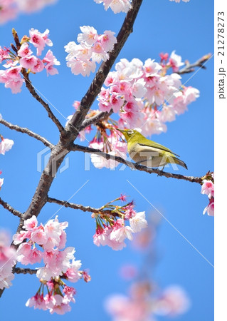 桜とメジロ 21278273