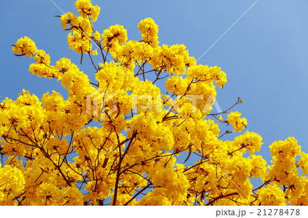 Yellow tabebuia flower blossom 21278478
